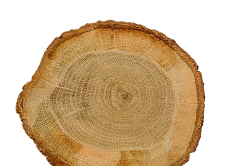 くぬぎの年輪