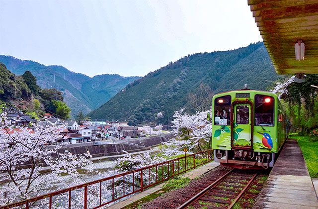 春の錦川清流線