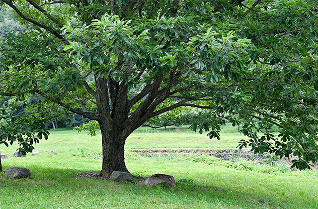がんね栗の大木