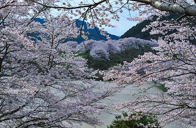 川沿いの桜並木