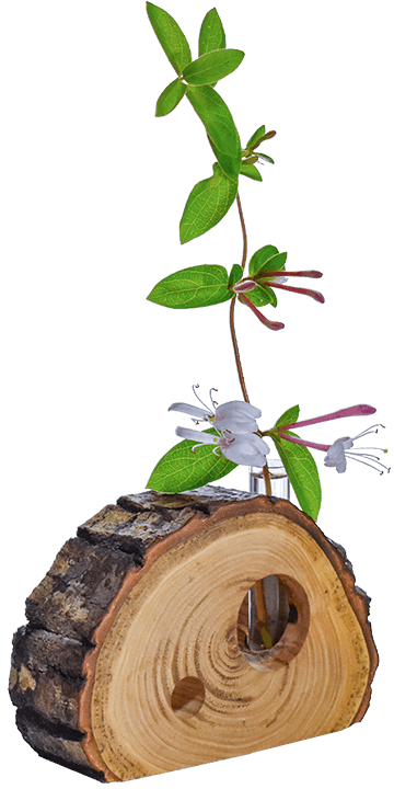 一輪挿しイメージ