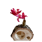 くぬぎの一輪挿し